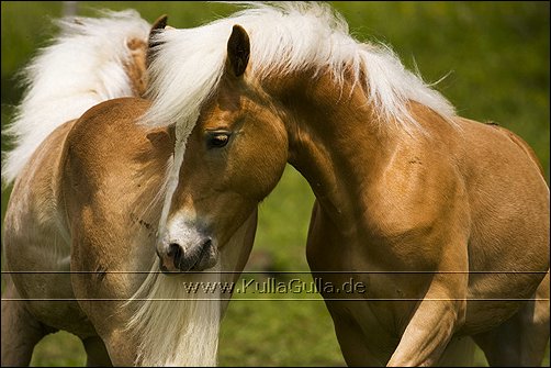 KullaGulla | Pferdefotografie, Haflingerfotografie KullaGulla | Pferdefotografie, Haflingerfotografie